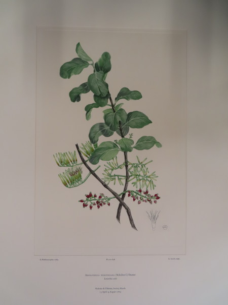 FDA-E.2916_30_23-2016 image FDA-E.2916_30_23-2016