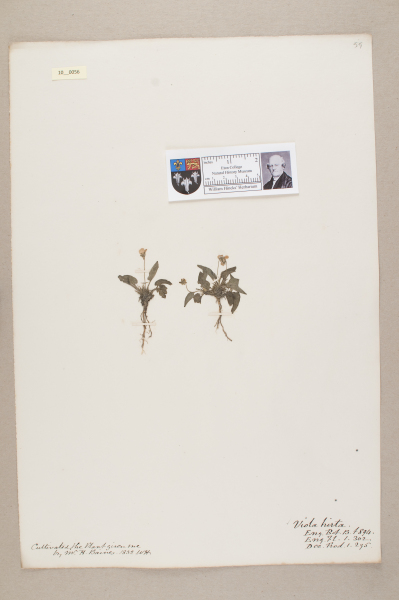 NHM_HH_10.56-2010 image NHM_HH_10.56-2010