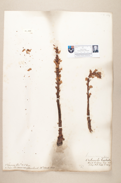 NHM_HH_24.32-2010 image NHM_HH_24.32-2010