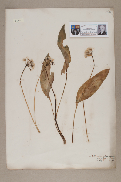 NHM_HH_38.33-2010 image NHM_HH_38.33-2010