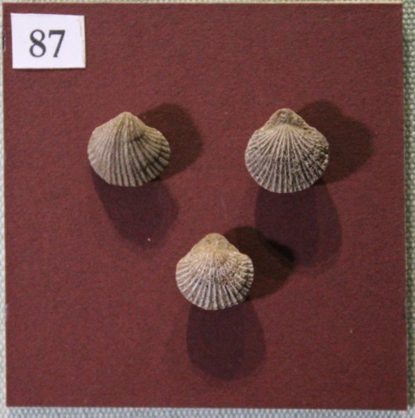 NHM.548-2017 image NHM.548-2017