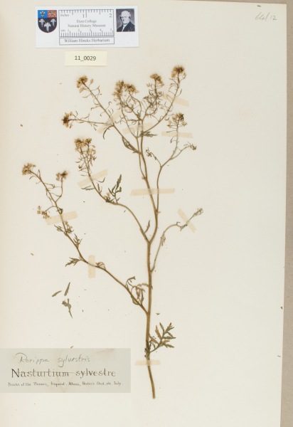 NHM_HH_11.29-2010 image NHM_HH_11.29-2010