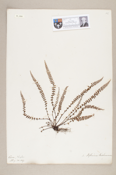 NHM_HH_4.68-2010 image NHM_HH_4.68-2010