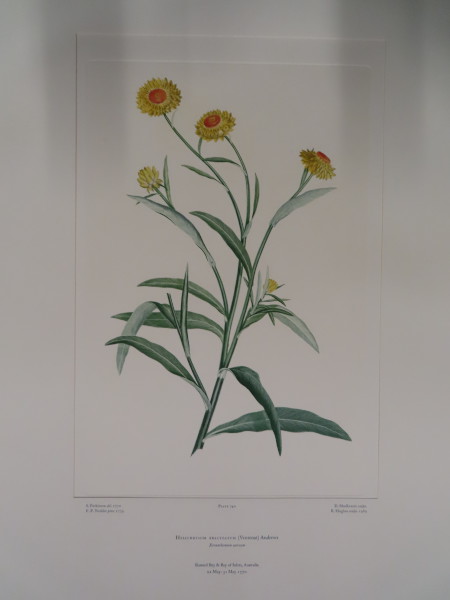 image FDA-E.2916_35_5-2016-A