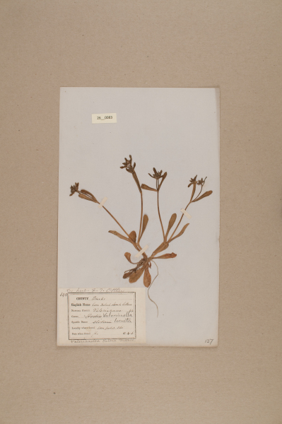 NHM_HH_26.83-2010 image NHM_HH_26.83-2010