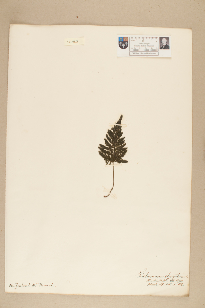 image NHM_HH_41.108-2010