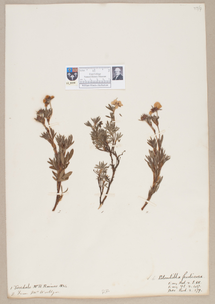 NHM_HH_13.39-2010 image NHM_HH_13.39-2010