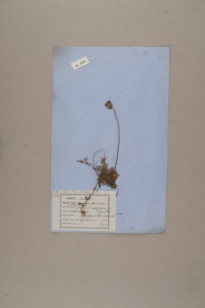 NHM_HH_28.56-2010 image NHM_HH_28.56-2010