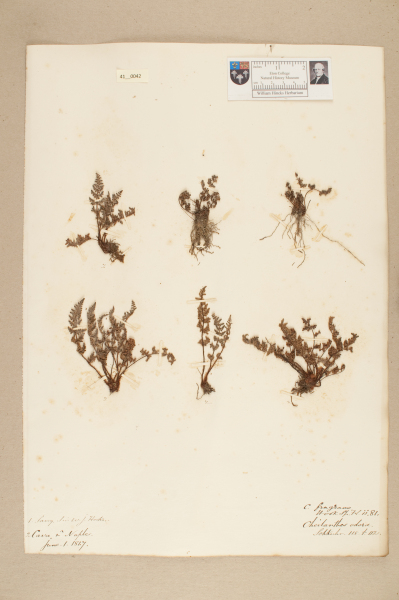 image NHM_HH_41.42-2010