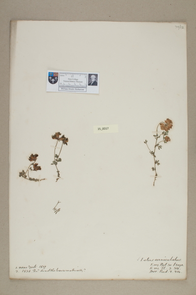 NHM_HH_15.17-2010 image NHM_HH_15.17-2010