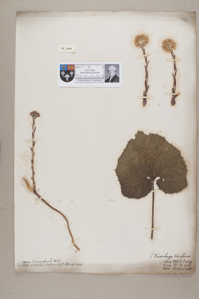 NHM_HH_29.65-2010 image NHM_HH_29.65-2010