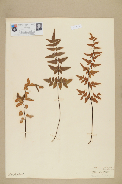 NHM_HH_42.132-2010 image NHM_HH_42.132-2010