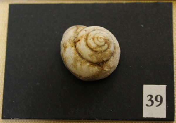 NHM-FT.39-2016 image NHM-FT.39-2016