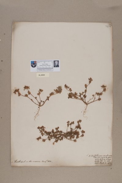 NHM_HH_16.39-2010 image NHM_HH_16.39-2010