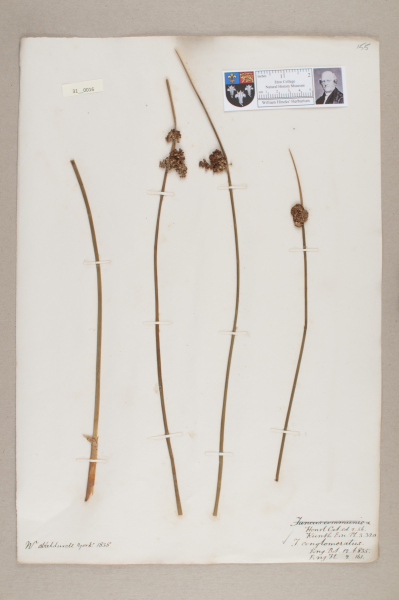 NHM_HH_31.16-2010 image NHM_HH_31.16-2010