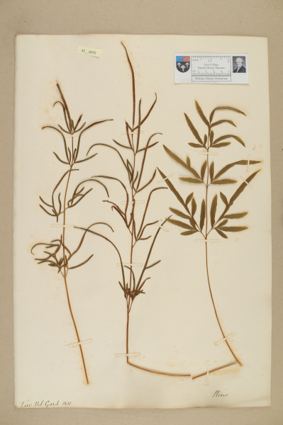 image NHM_HH_42.75-2010