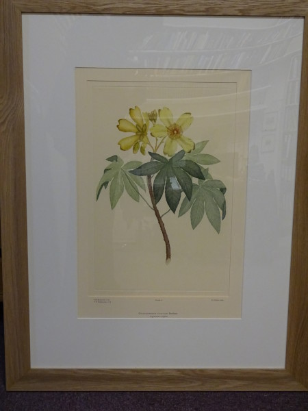 image FDA-E.2916_1_15-2016