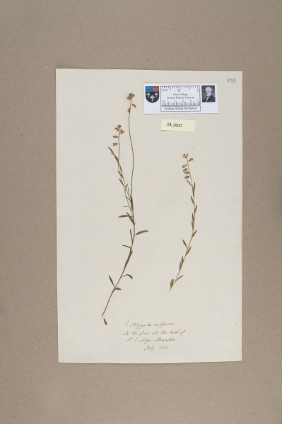 NHM_HH_18.37-2010 image NHM_HH_18.37-2010