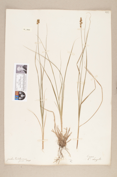 NHM_HH_33.30-2010 image NHM_HH_33.30-2010