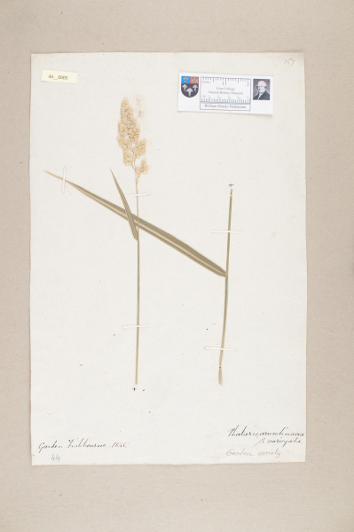 NHM_HH_44.5-2010 image NHM_HH_44.5-2010