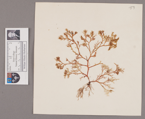 NHM_HH_1.159-2010 image NHM_HH_1.159-2010