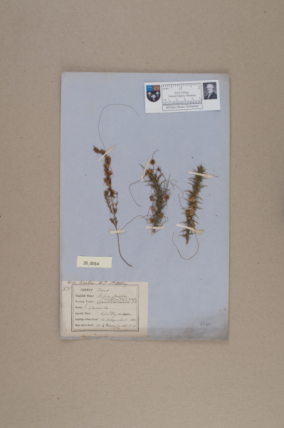 NHM_HH_20.14-2010 image NHM_HH_20.14-2010