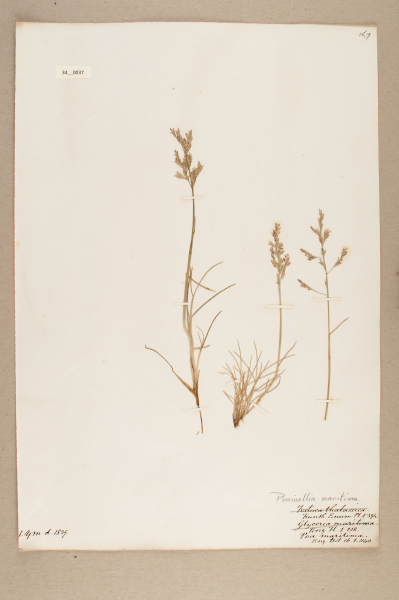 NHM_HH_34.37-2010 image NHM_HH_34.37-2010