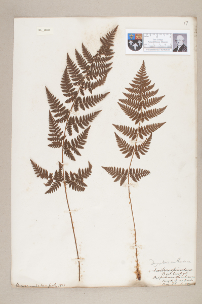 NHM_HH_5.70-2010 image NHM_HH_5.70-2010