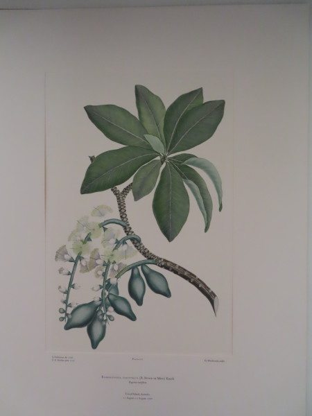 image FDA-E.2916_6_18-2016