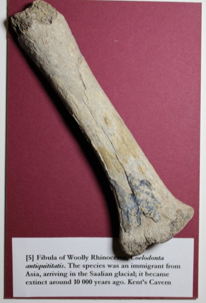 NHM.176-2016 image NHM.176-2016