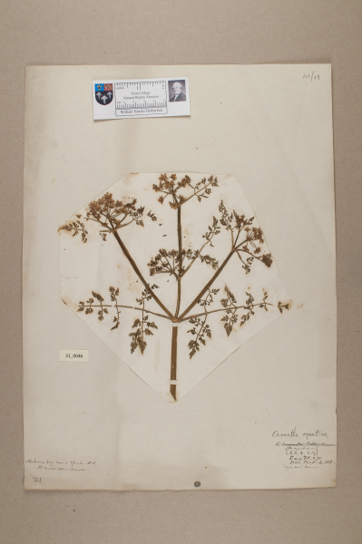 NHM_HH_21.46-2010 image NHM_HH_21.46-2010