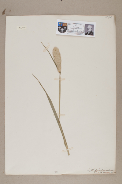 NHM_HH_35.41-2010 image NHM_HH_35.41-2010