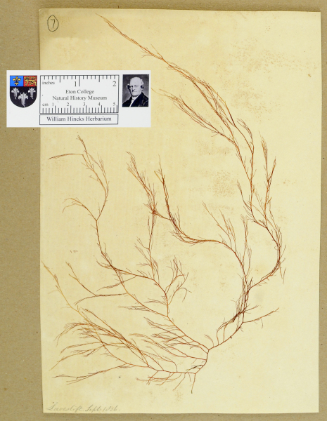 NHM_HH_1.7-2010 image NHM_HH_1.7-2010