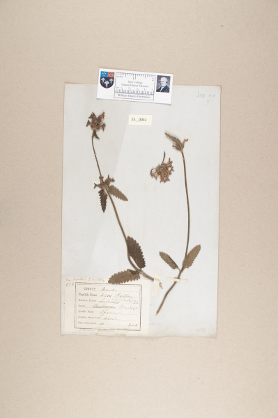 NHM_HH_23.31-2010 image NHM_HH_23.31-2010