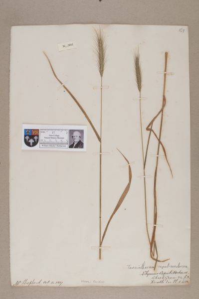 NHM_HH_36.52-2010 image NHM_HH_36.52-2010