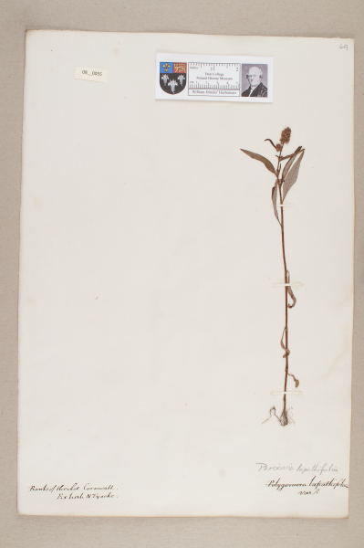 NHM_HH_8.55-2010 image NHM_HH_8.55-2010