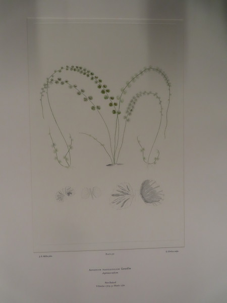 FDA-E.2916_27_13-2016 image FDA-E.2916_27_13-2016