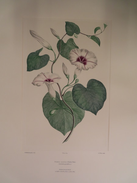 image FDA-E.2916_30_6-2016-A