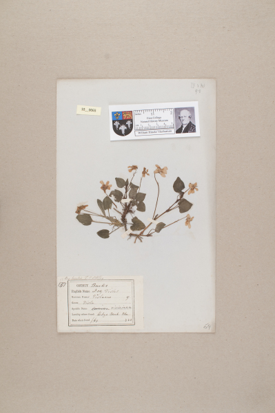 NHM_HH_10.65-2010 image NHM_HH_10.65-2010