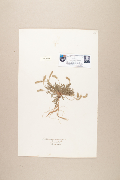 NHM_HH_24.9-2010 image NHM_HH_24.9-2010