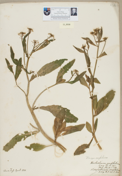 NHM_HH_11.38-2010 image NHM_HH_11.38-2010