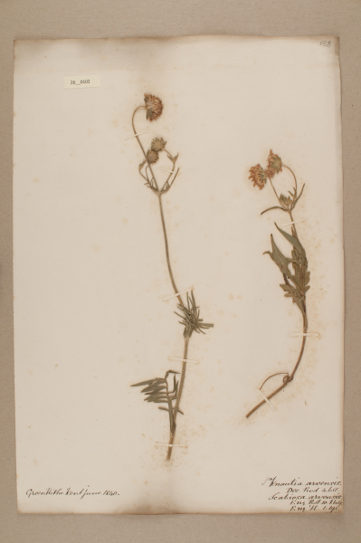 NHM_HH_26.102-2010 image NHM_HH_26.102-2010