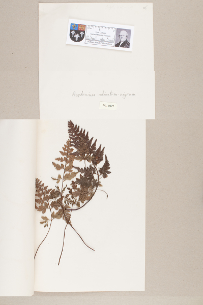 NHM_HH_4.77-2010 image NHM_HH_4.77-2010