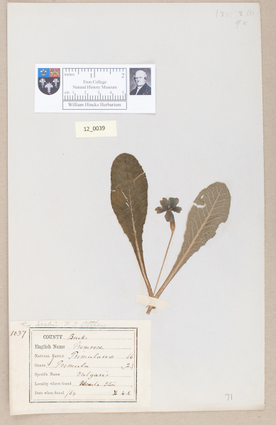 NHM_HH_12.39-2010 image NHM_HH_12.39-2010