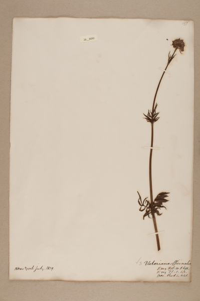 NHM_HH_26.92-2010 image NHM_HH_26.92-2010