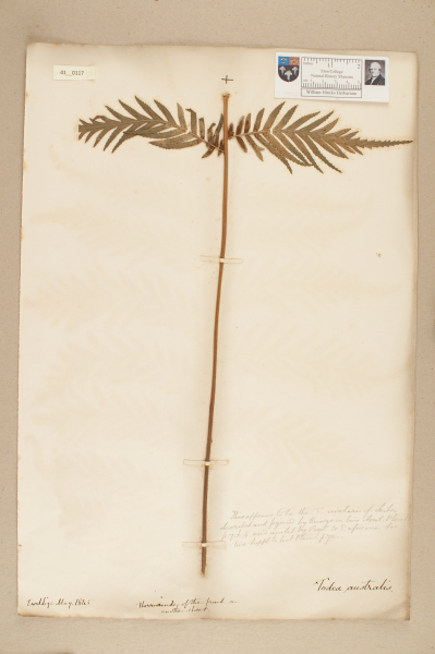 NHM_HH_41.117-2010 image NHM_HH_41.117-2010