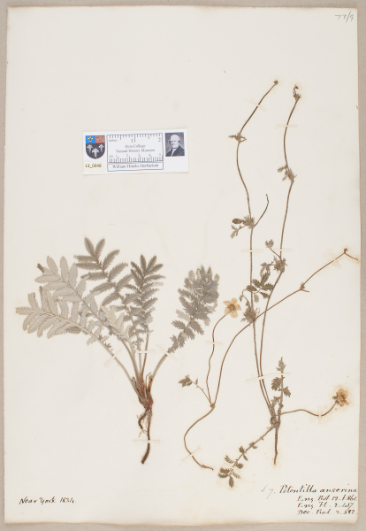 NHM_HH_13.48-2010 image NHM_HH_13.48-2010