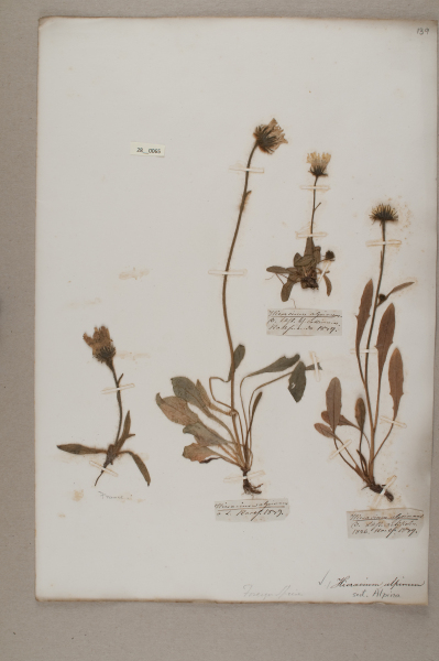 NHM_HH_28.65-2010 image NHM_HH_28.65-2010