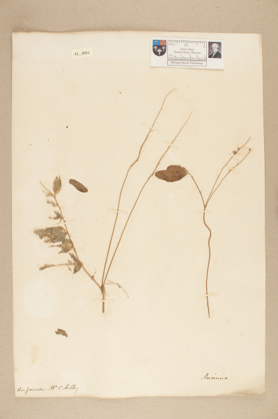 NHM_HH_41.51-2010 image NHM_HH_41.51-2010