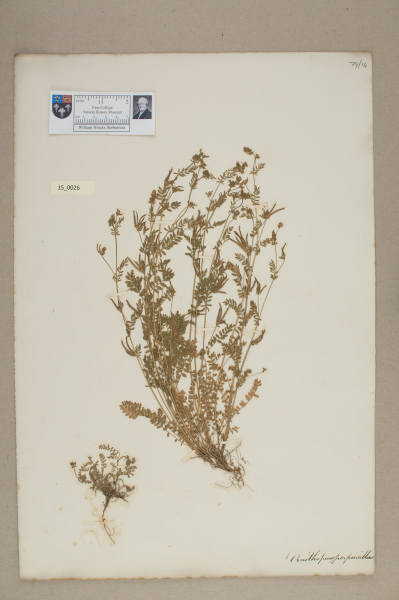 NHM_HH_15.26-2010 image NHM_HH_15.26-2010